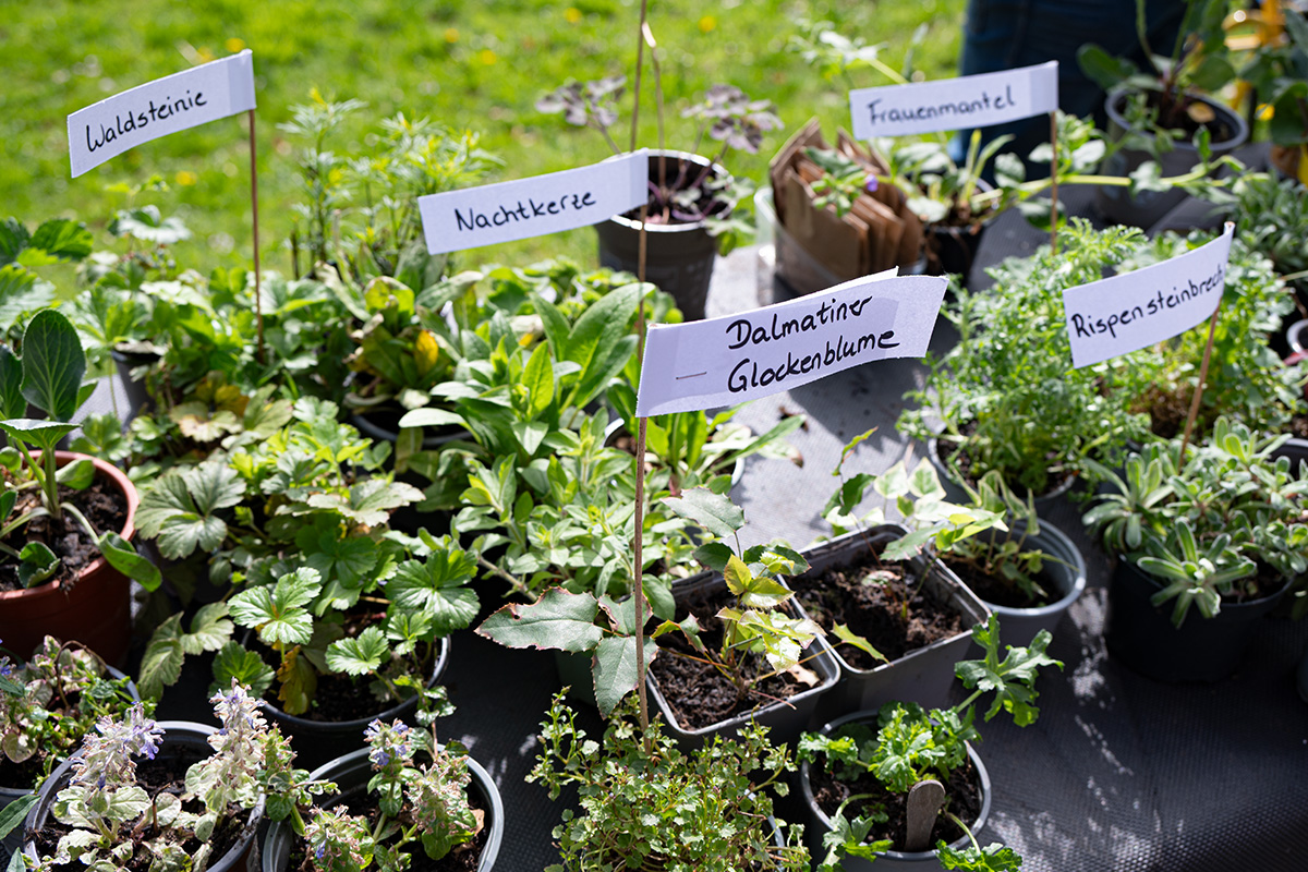 /2026/04/25-04-2026pflanzentauschb%C3%B6rseg09.jpg