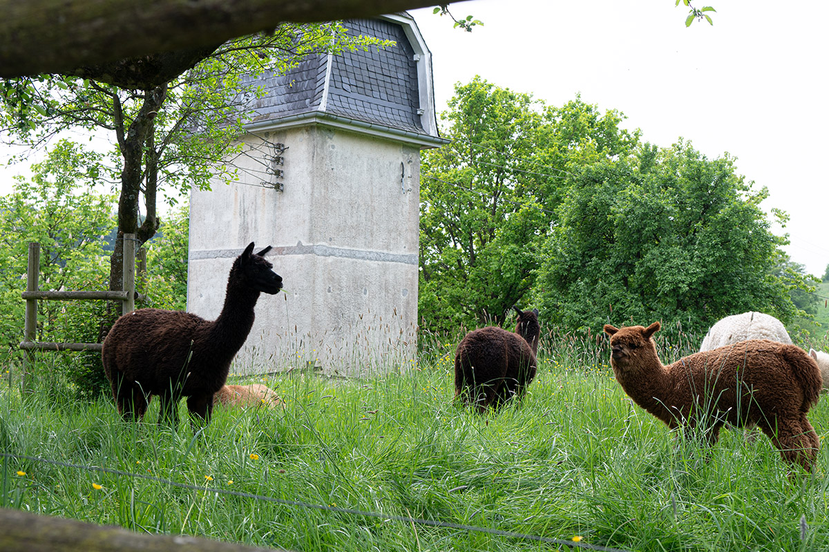 /2026/05/10-05-2026tierkinderg21.jpg
