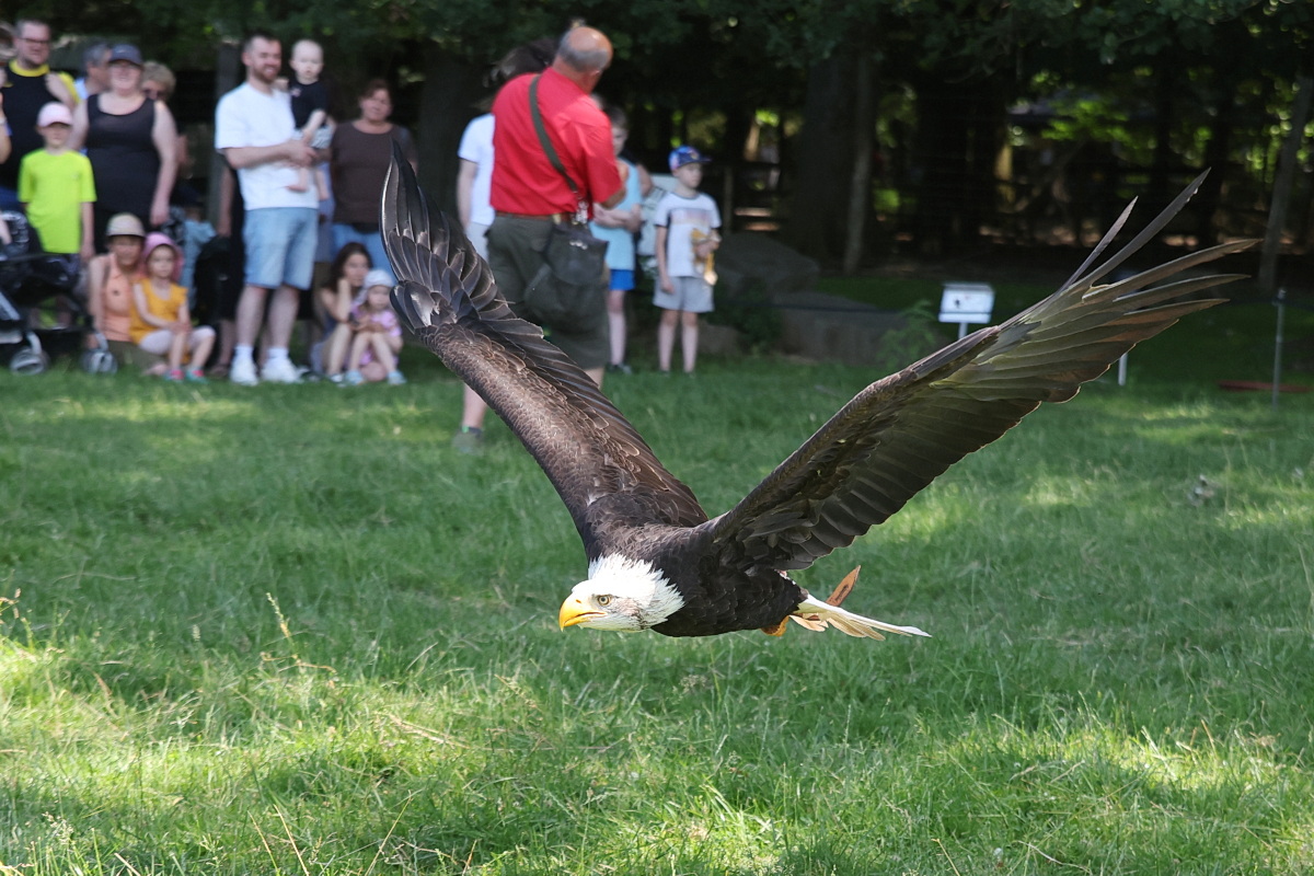 /2026/06/28-06-2026wildparkg%2015.JPG