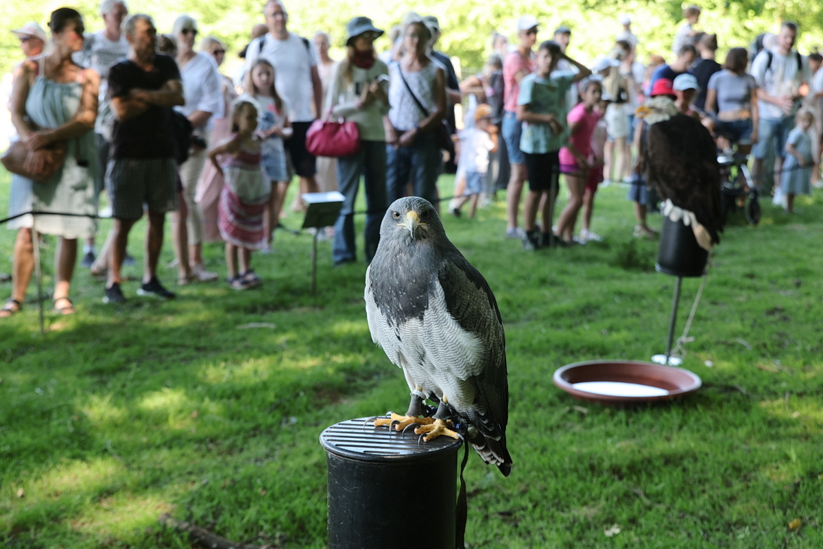 /2026/06/28-06-2026wildparkg%2016.JPG