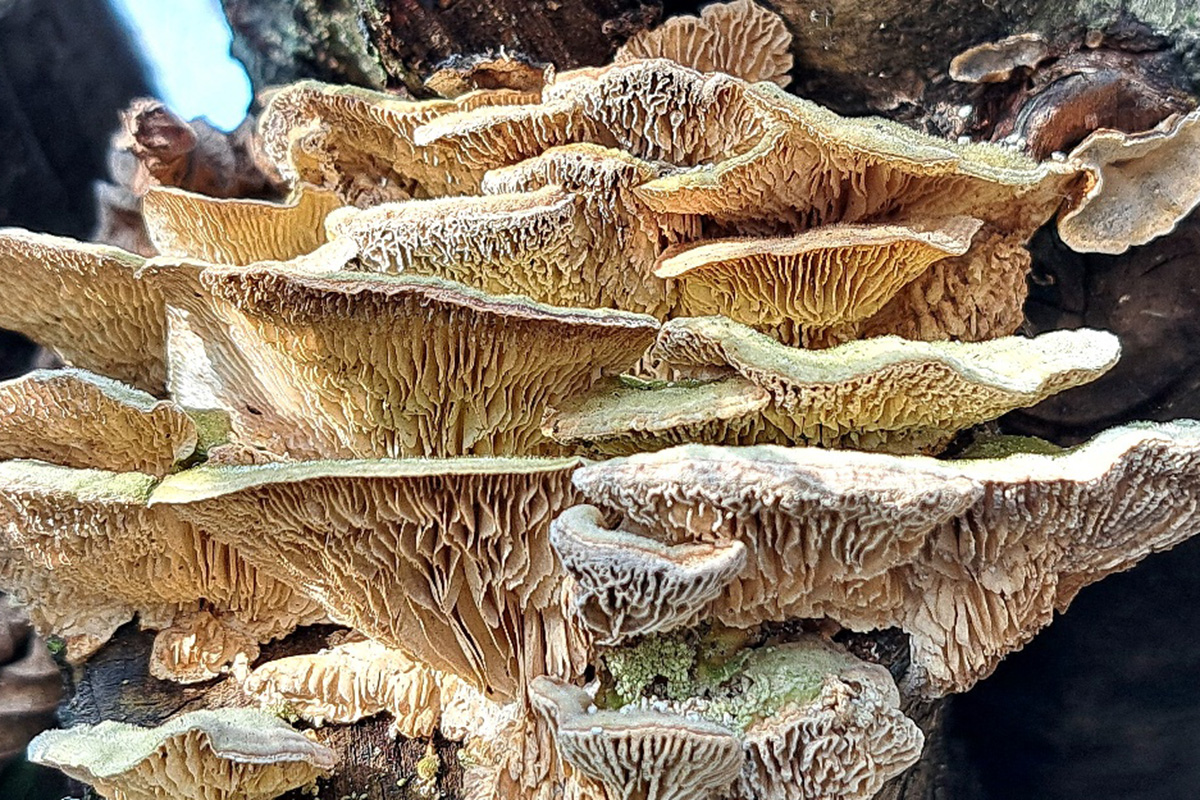 /Foto%20des%20Tages/04/13-04-2025bdt.jpg