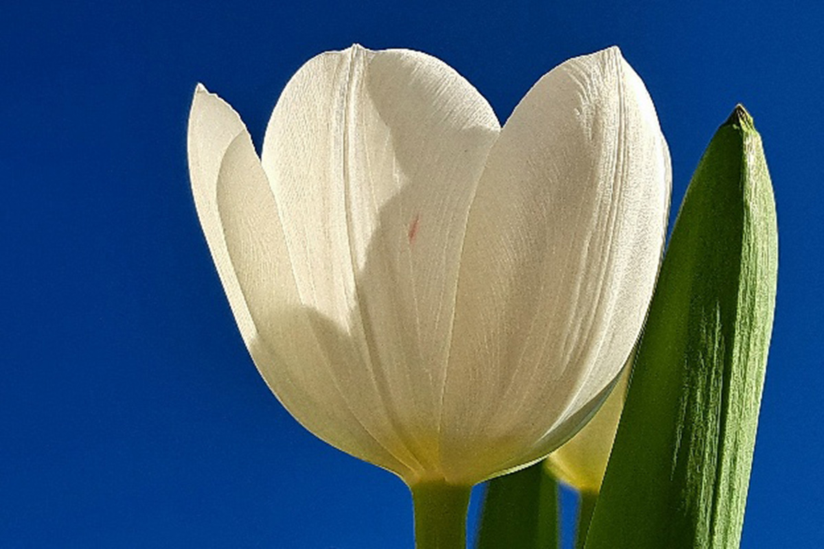/Foto%20des%20Tages/04/22-04-2025bdt.jpg