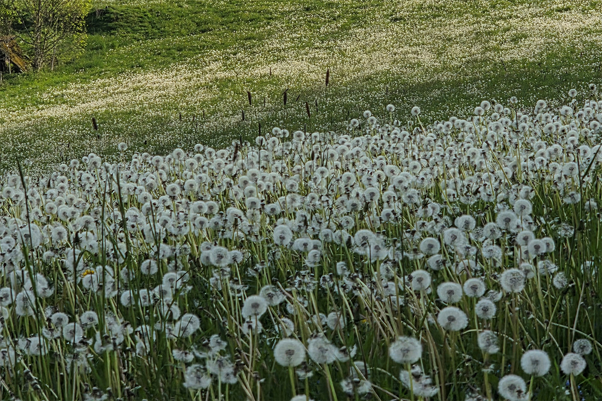 /Foto%20des%20Tages/05/21-05-2026bdt.jpg